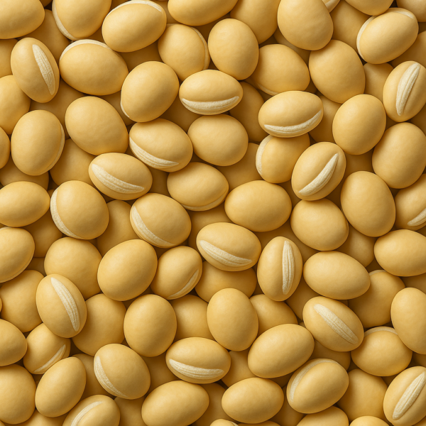 Dry Hyacinth Beans (Sheem Bichi) - Case of 40