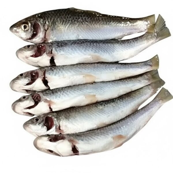 Sea king Bata Clean 500gm Blk X15