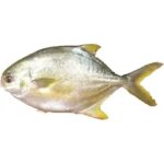 Supreme Golden Pompano 400/600 Frozen Fish 40lbs/per lb $3.00