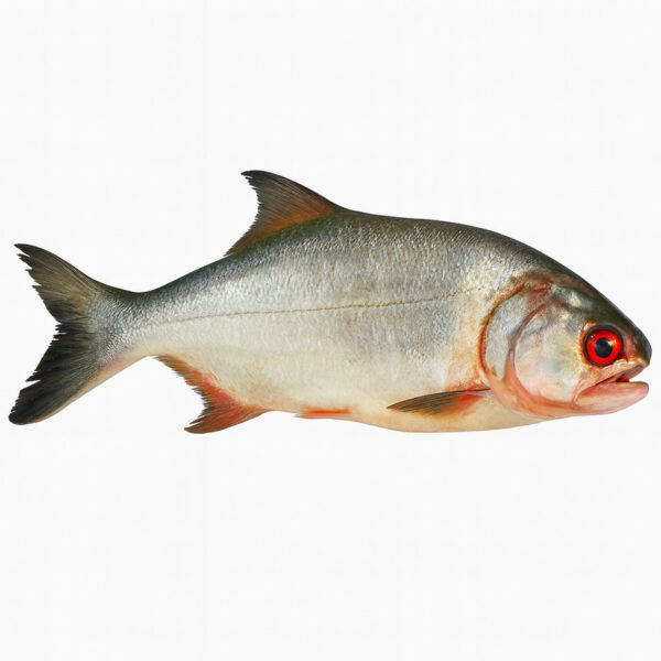 SW Lakka Frozen fish (per LB)