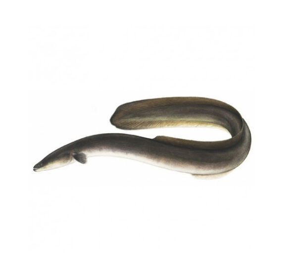 Supreme Long Baim, whole Round 10kg/22.0462 LBS