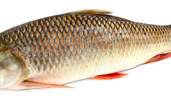 Supreme Mrigal - LB Price