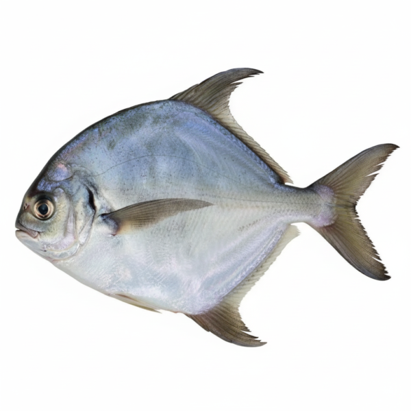 Supreme Sliver Pomfret 80 To 100 g