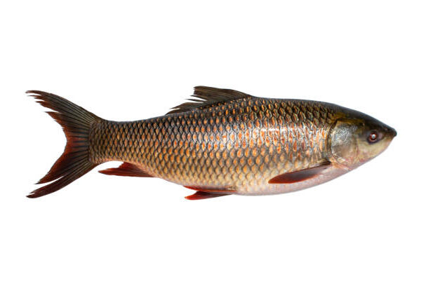 Supreme Rohu - LB Price