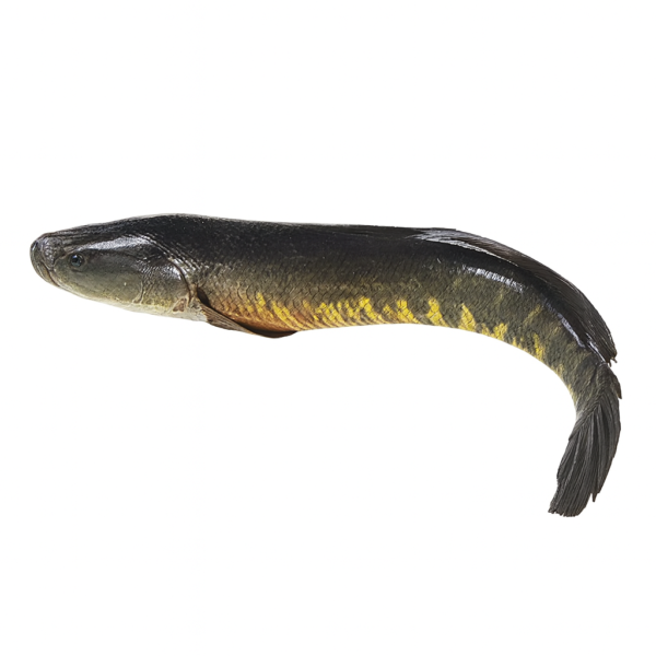 Supreme Shoil Fish – Frozen • 20 lb Case