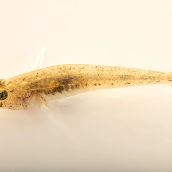 Supreme Sand Goby 250gmX20