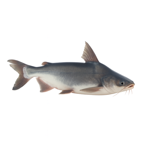 Supreme Swai Fish/Pangas Frozen Fish (Headless)